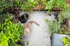 Cats Lola and Barrie