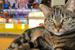 Lola Boycots Political Debate